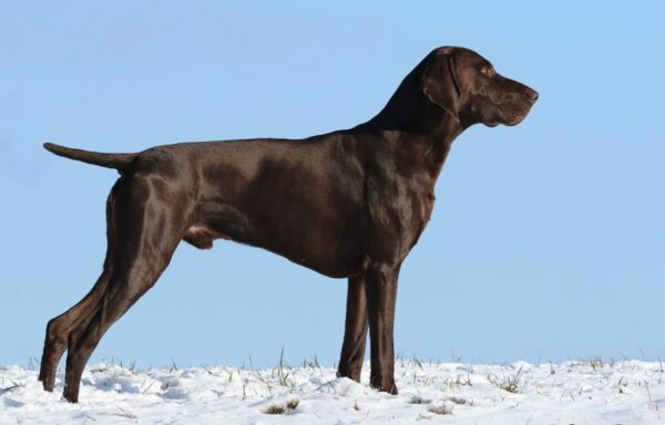Ino KS von der Königsleite