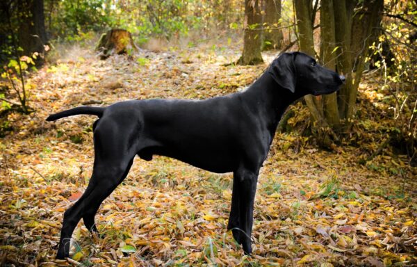 Artus vom Böhlgrund