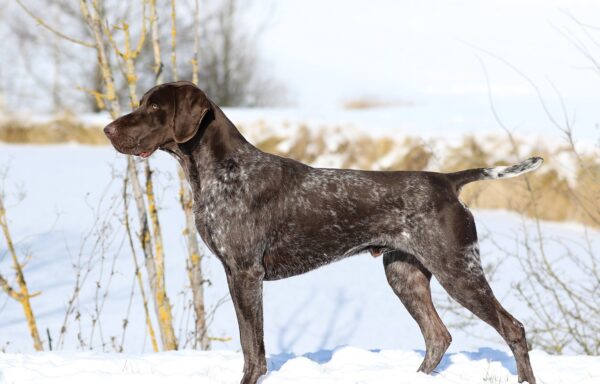 Knox KS von der Königsleite